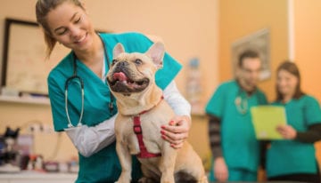 Veterinarian working with dog