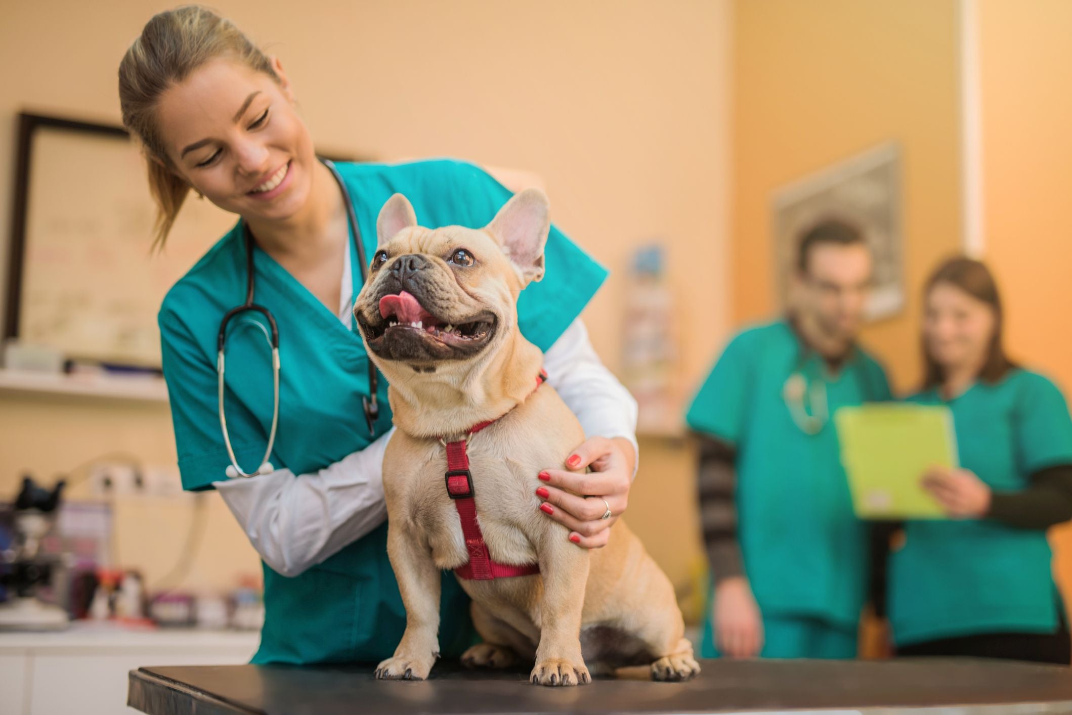 Top 10 Best Cities for Veterinarians & Vet Students | Education Loan Finance