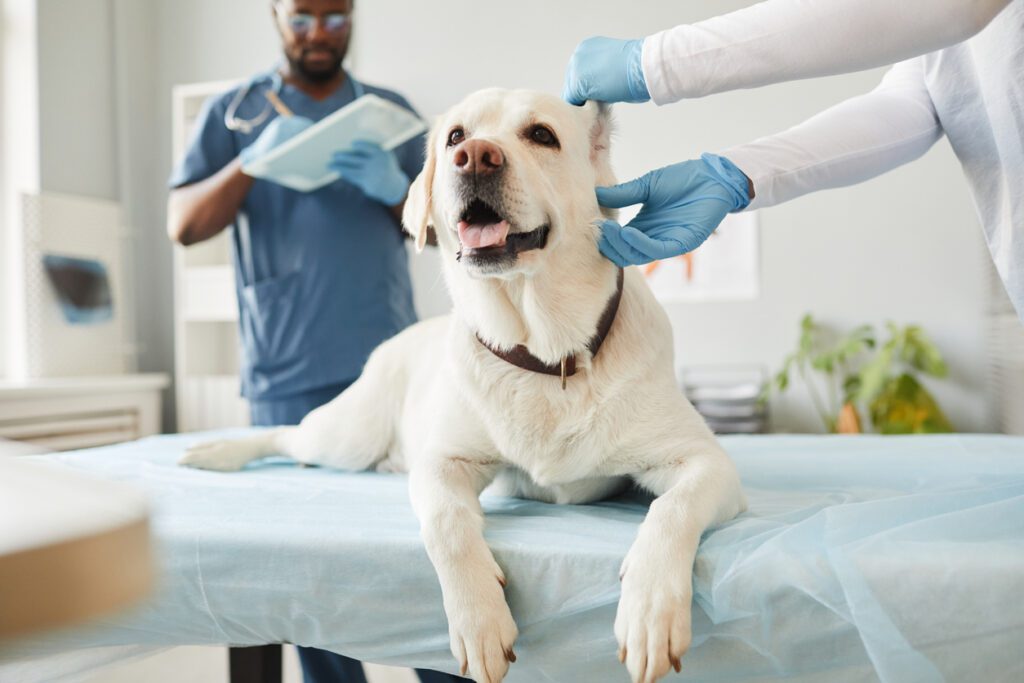Cute white labrador puppy lying on medical table during ear examination by young veterinarian in protective gloves and uniform