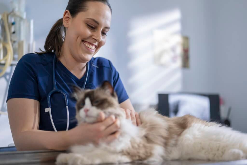 A beautiful Ragdoll cat being examined before regular vaccinations. The veterinarian performs extensive regular examinations of the teeth, heart and ears. Animals and healthcare concept.