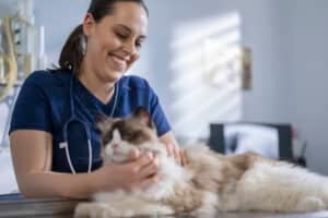 Image for What to Know About the Cost of Veterinary School