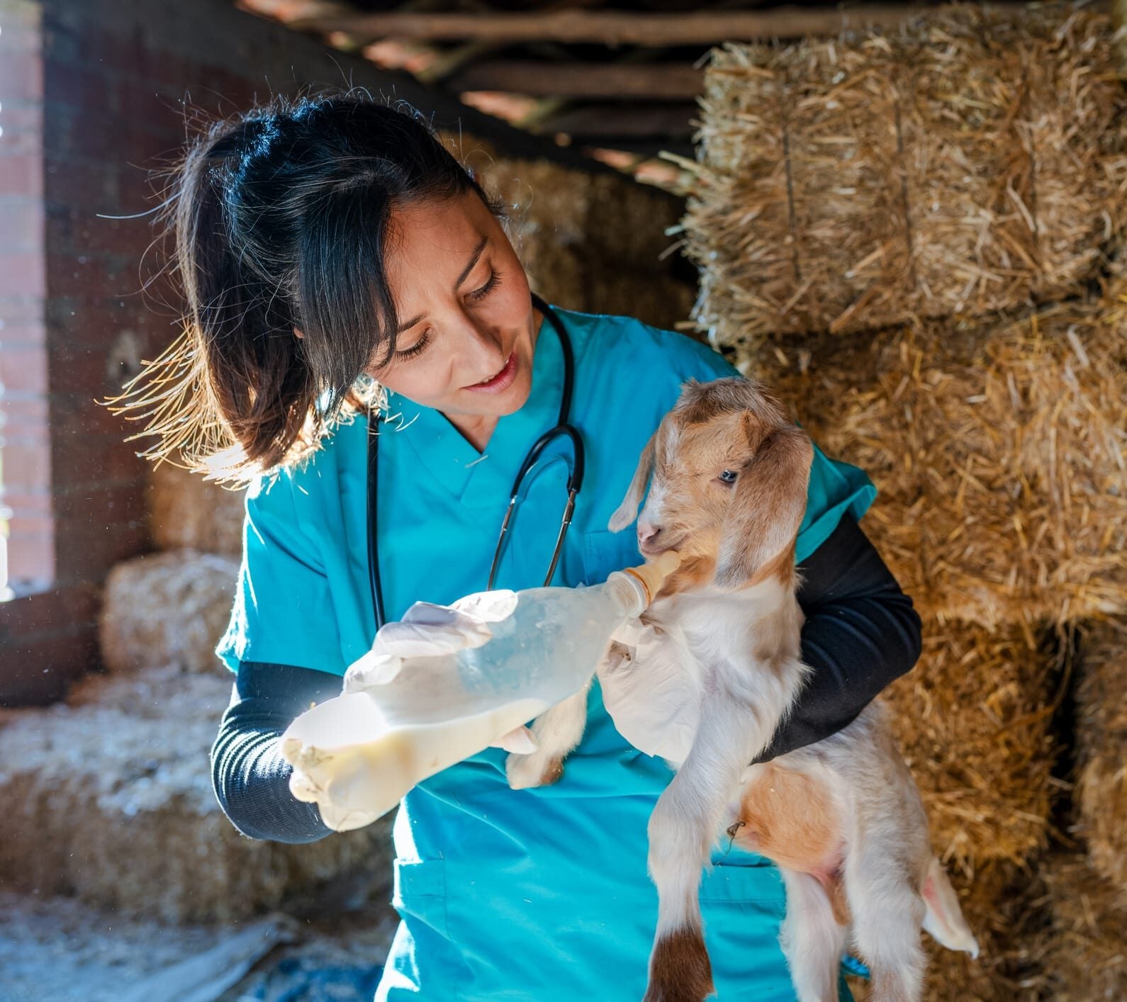 Female veterinarian checking baby goat's health